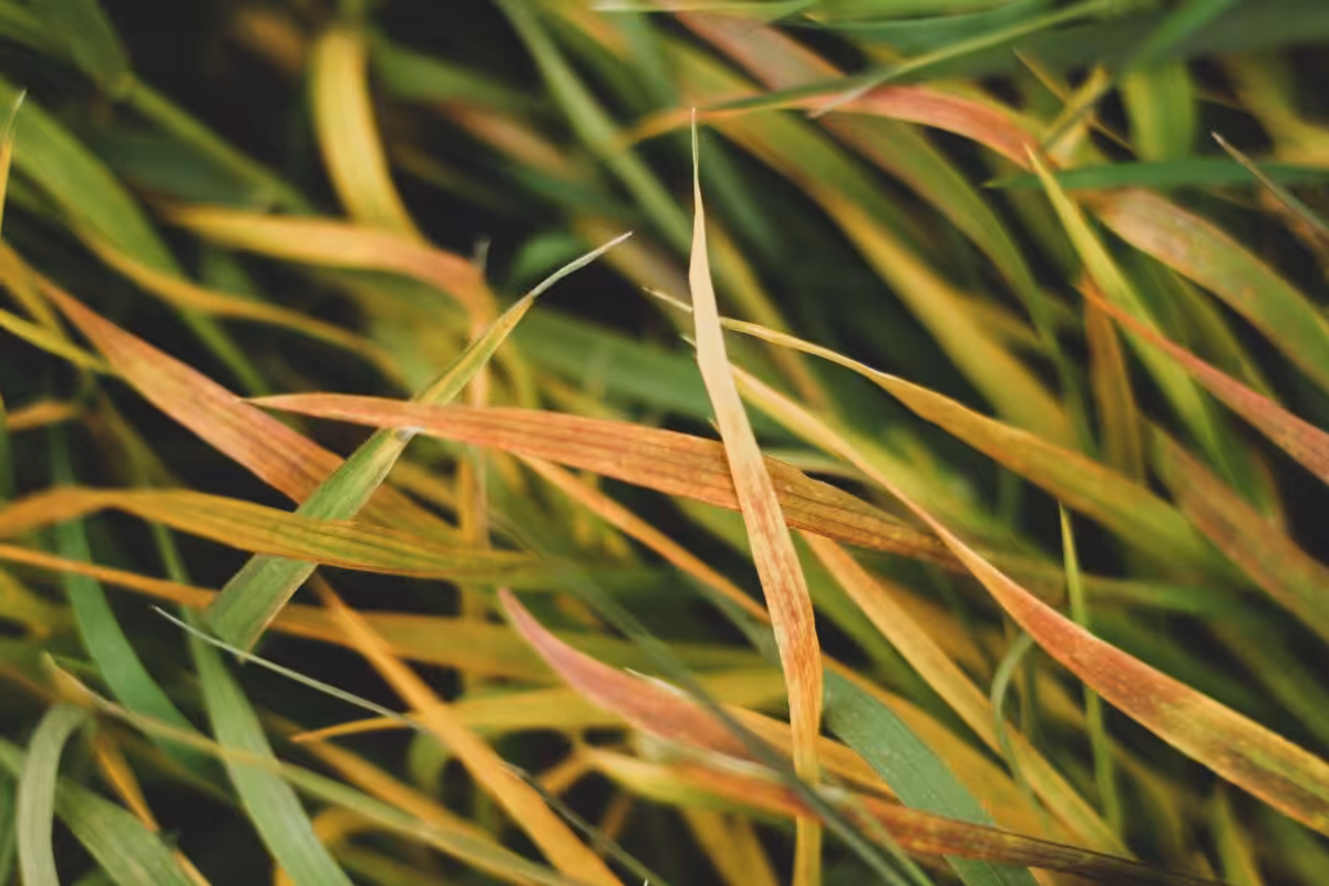Detailed close-up of autumn grass with green and brown hues, offering texture and pattern.
