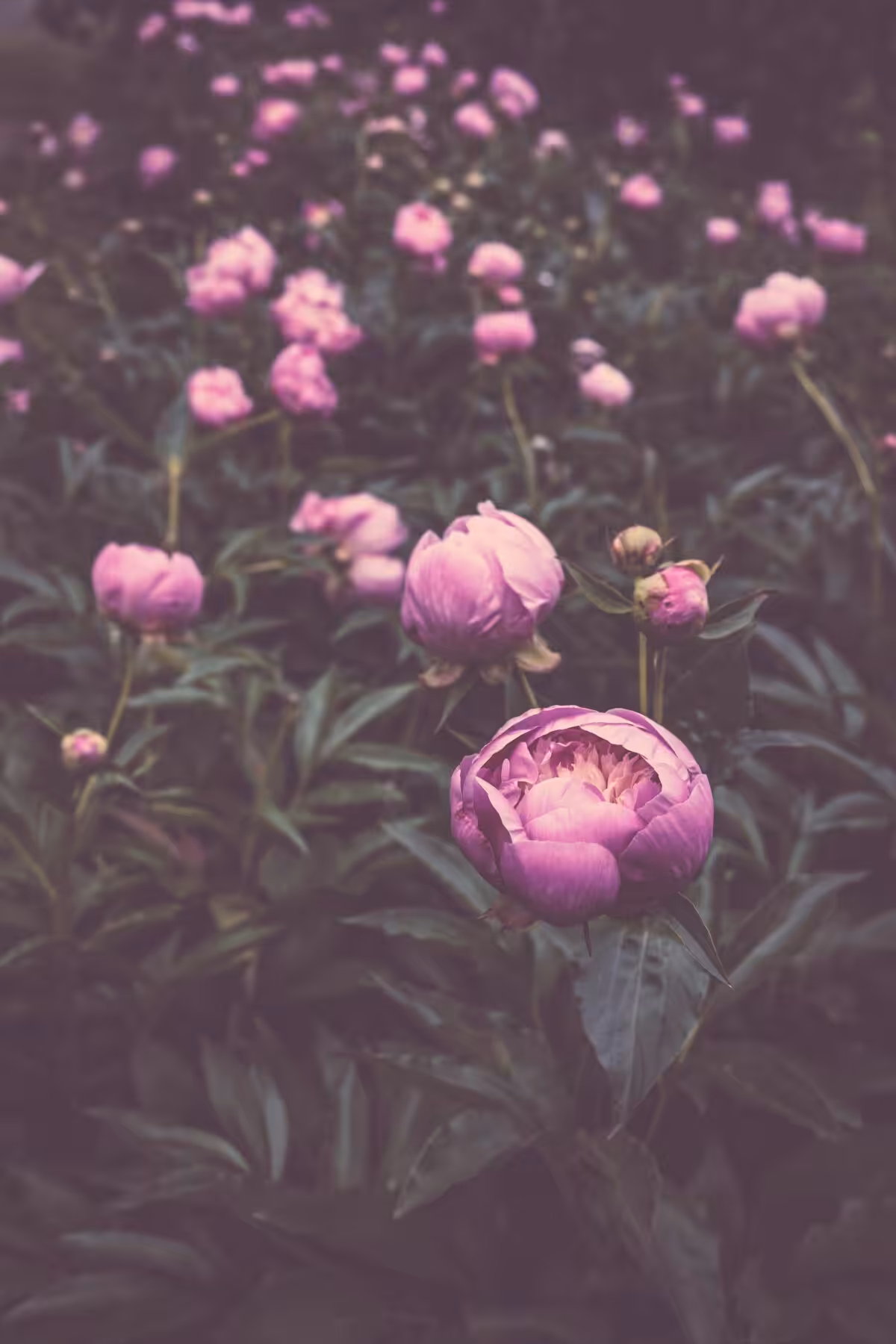 A field of beautiful peony flowers blooming in vibrant hues during spring in Kirtland, Ohio.