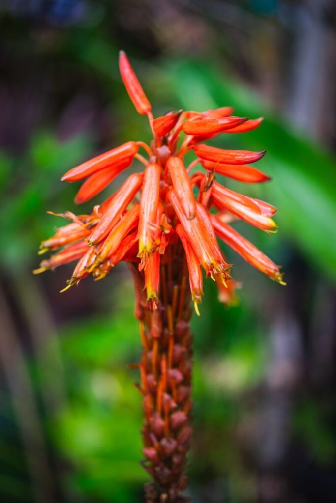 Close-up of a vibrant red aloe vera flower in natural setting.