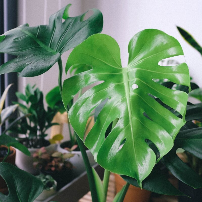 Vibrant green Monstera leaves capturing natural beauty indoors.