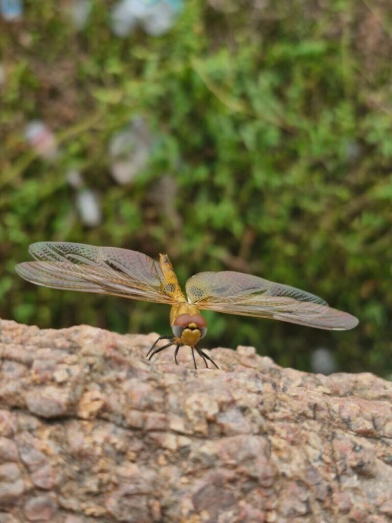 Detailed view of a golden dragonfly perched on a rock.