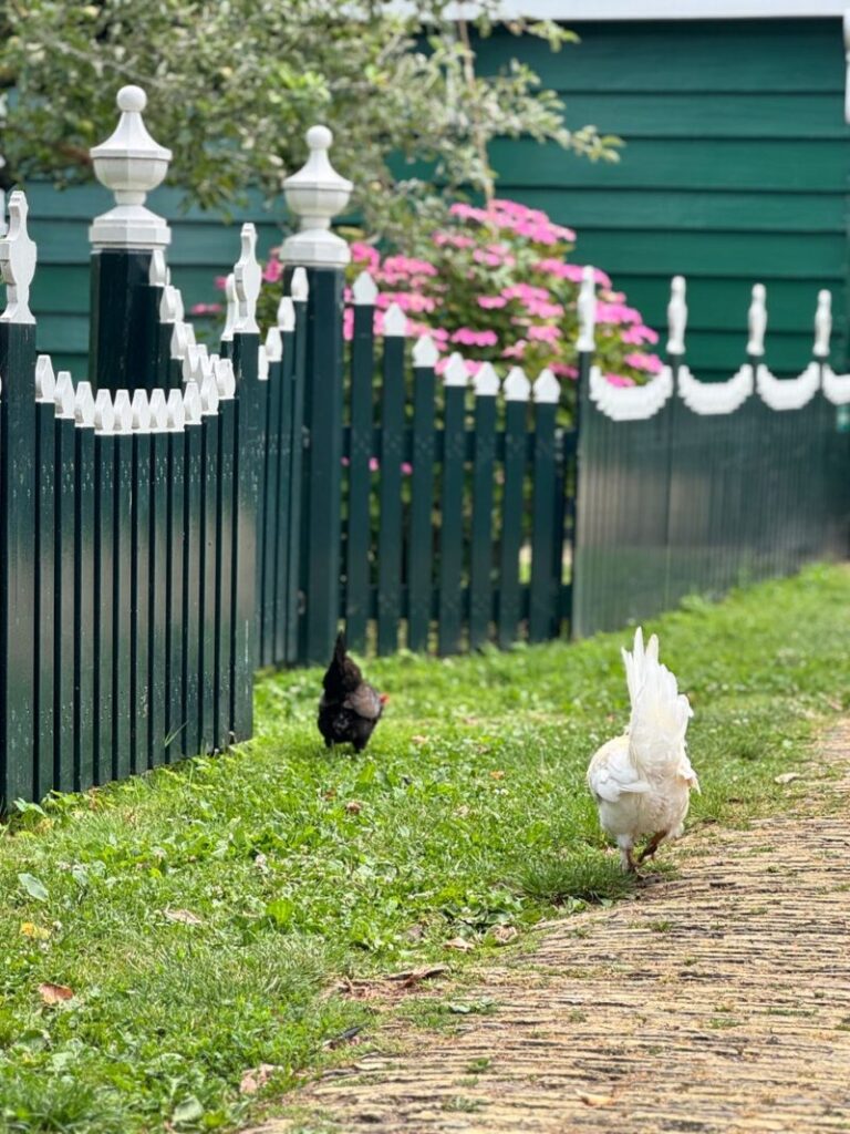 Chickens wandering beside a green wooden fence surrounded by blooming flowers, capturing rural charm.