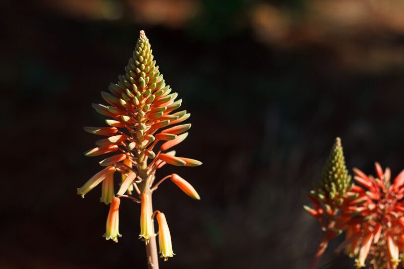 Vibrant aloe vera flower in bloom with striking colors against dark background.