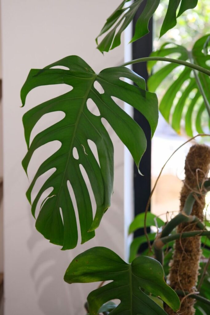 A lush green Monstera leaf indoors with sunlight filtering through, creating a serene atmosphere.