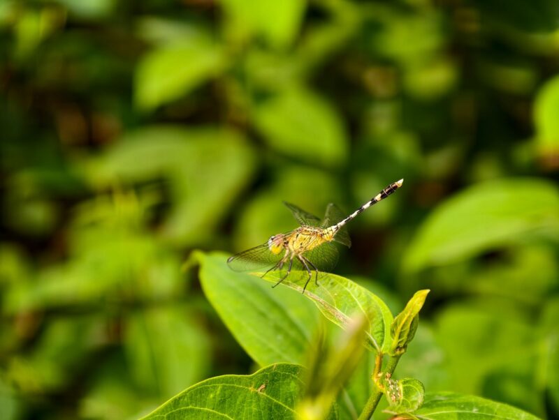 Dragonfly perched on a green leaf.