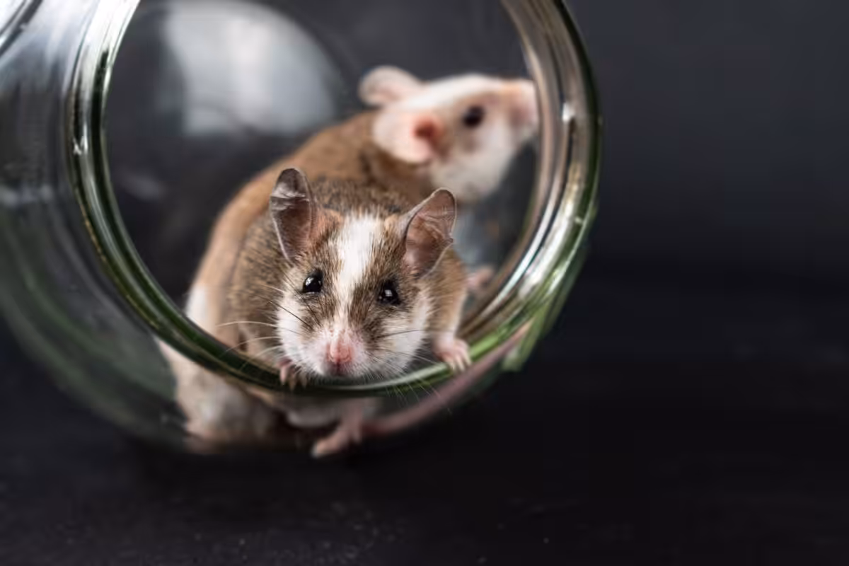 Two natal multimammate mice exploring a glass jar, capturing their curious and adorable nature.