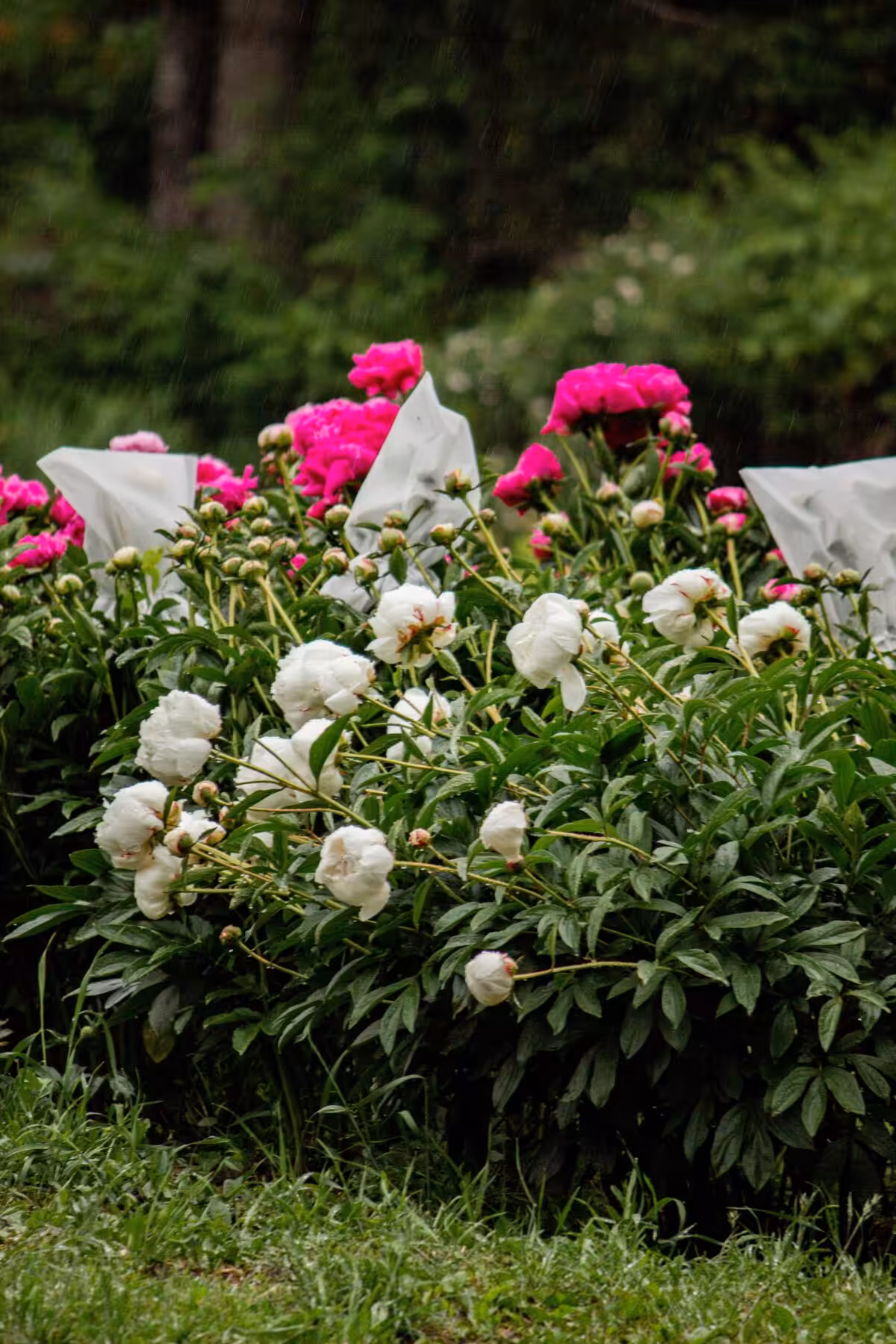 Vibrant pink and white peonies blooming in a lush green garden during a rainy day.