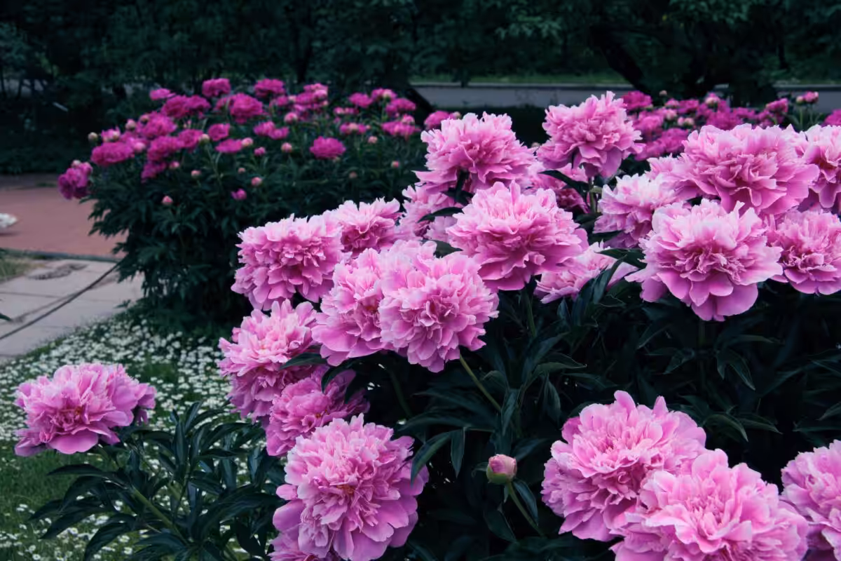 A lush garden filled with vibrant pink peonies, showcasing their beauty in a natural setting.