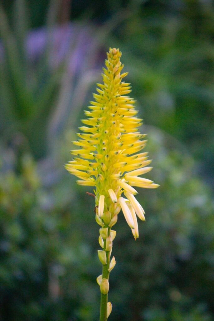 Close-up of a vibrant yellow aloe vera flower blooming in a natural setting.