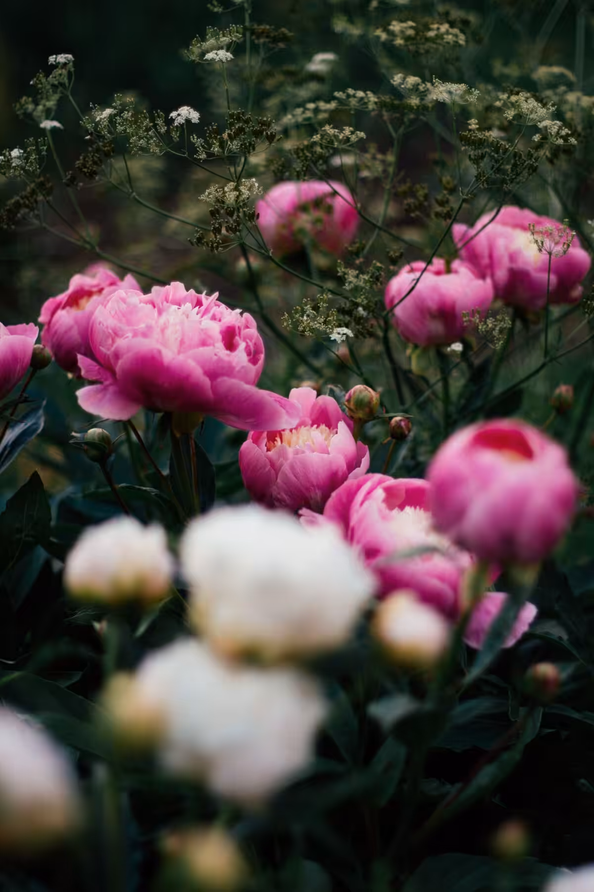Beautiful pink peonies blooming in a lush garden, capturing the essence of spring.