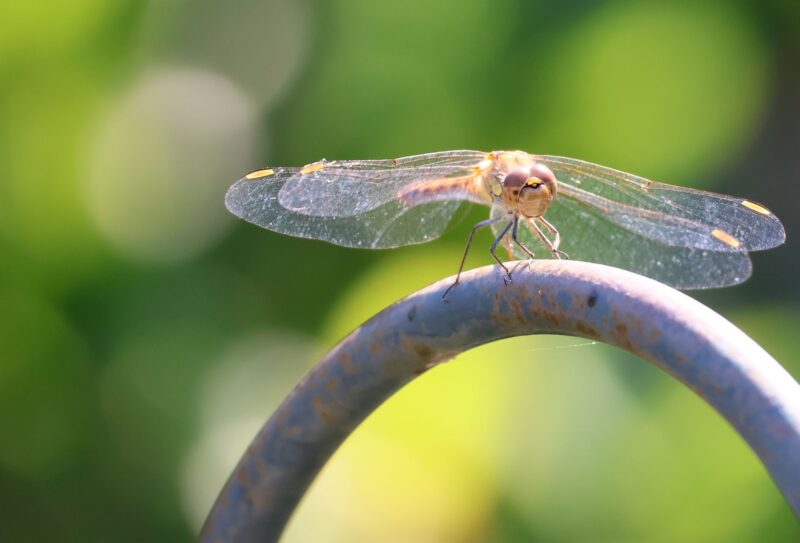Dragonfly perched on a metal arch.