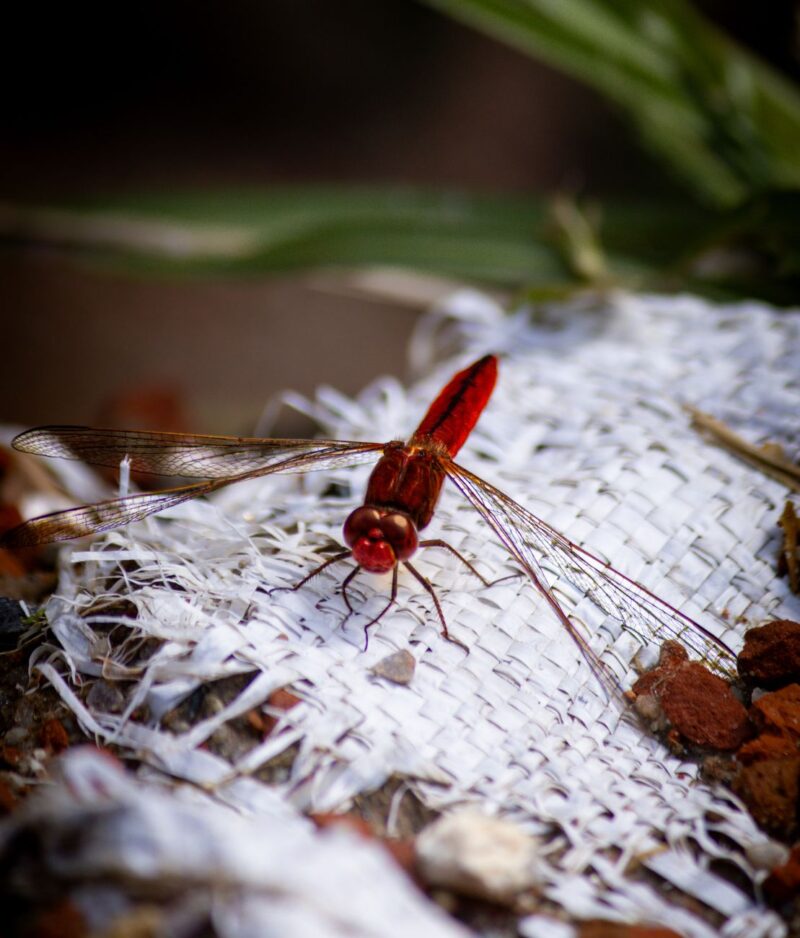 Vivid close-up of a red dragonfly perched outdoors.