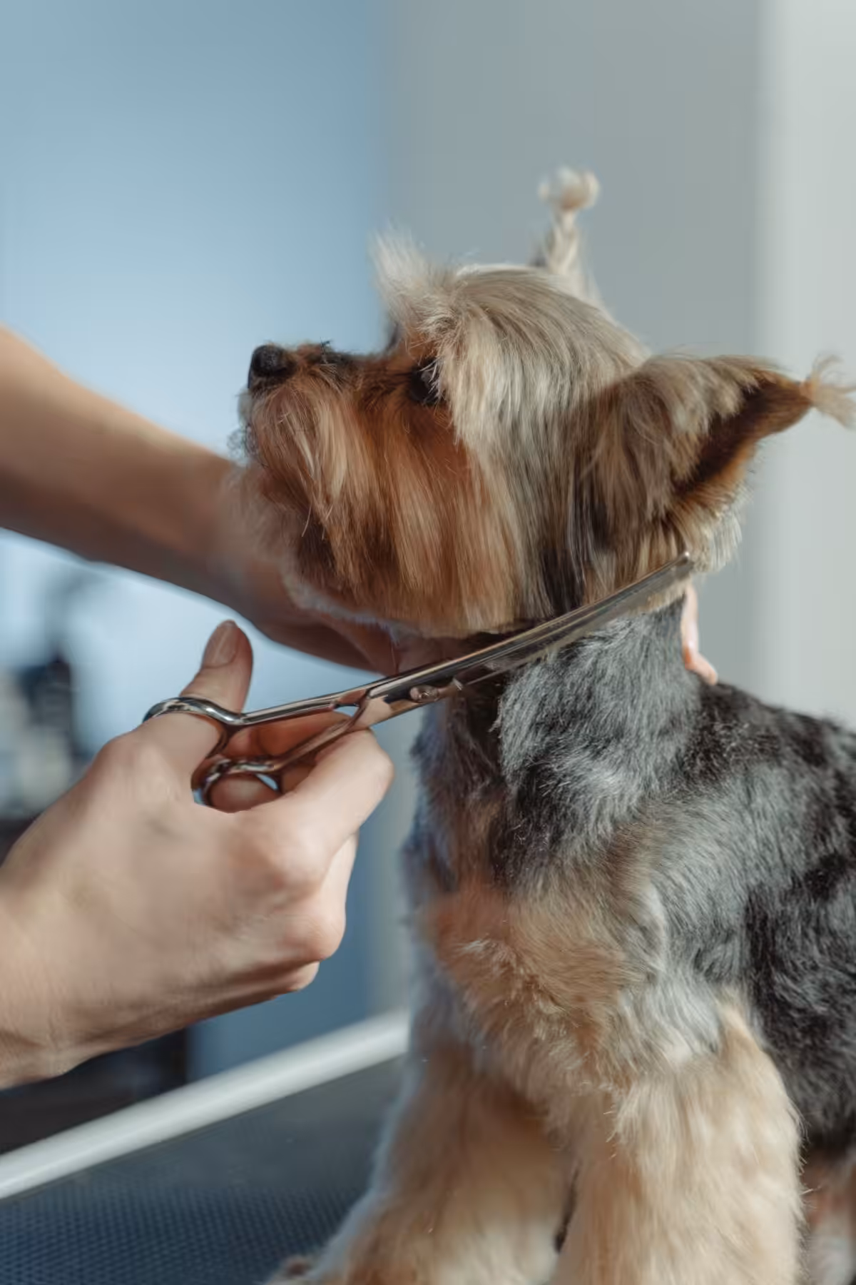 Close-up of a Yorkshire Terrier being trimmed by a groomer with scissors, highlighting meticulous care.