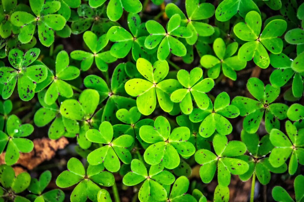 Detailed close-up of lush green clover leaves, showcasing nature