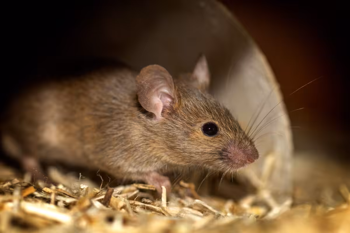Close-up photo of a house mouse (Mus musculus) in natural habitat with focus on whiskers.