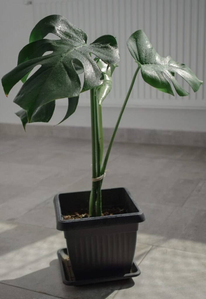 A vibrant Monstera Deliciosa plant in a pot, bathed in natural indoor sunlight.