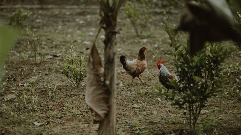 Two chickens roam freely in a green garden, surrounded by plants and grass.