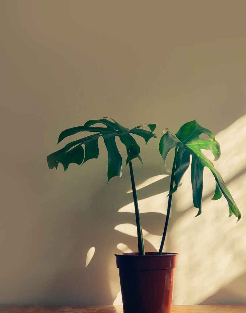 A vibrant Monstera Deliciosa plant in a pot with sunlight casting shadows indoors.