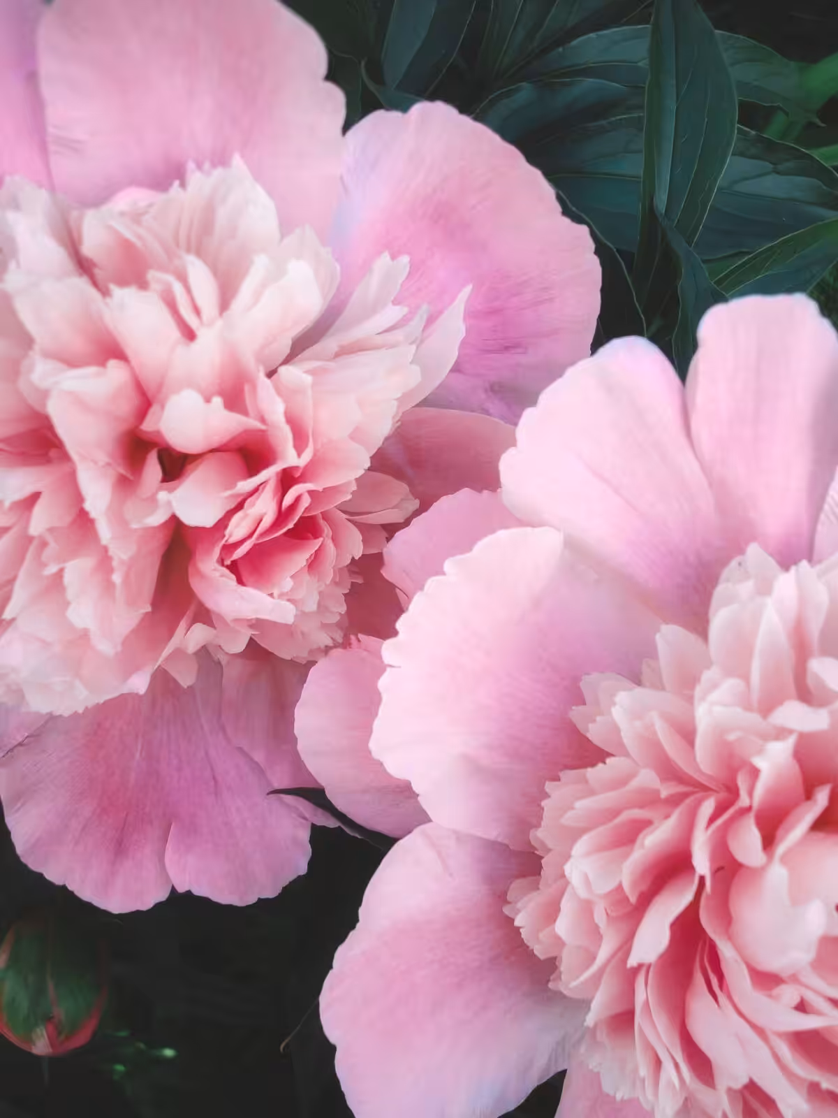 Delicate pink peonies in full bloom with lush green leaves. A beautiful floral arrangement.